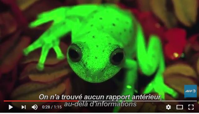  Argentine: première découverte d&rsquo;une grenouille fluorescente