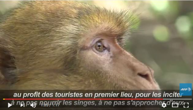 Le Maroc veut sauver le singe magot, un macaque en danger