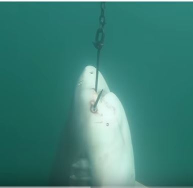 Des requins meurent pour protéger les surfeurs