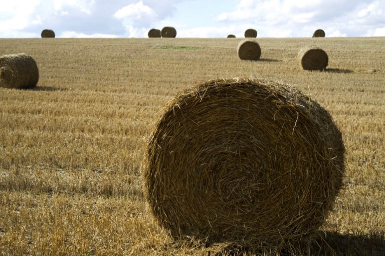  96 millions de quintaux de céréales produites en 2017