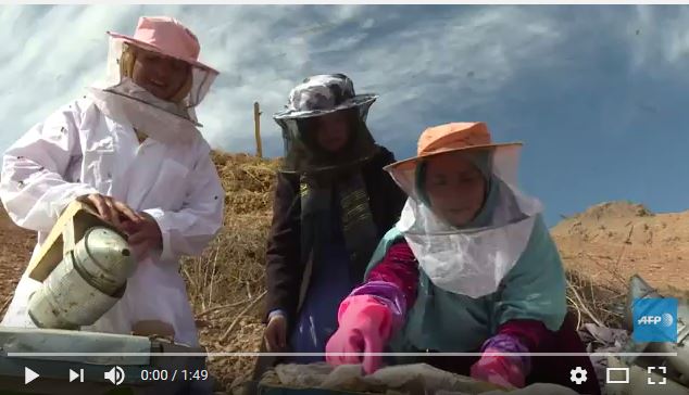  Quand les abeilles donnent du pouvoir aux femmes afghanes