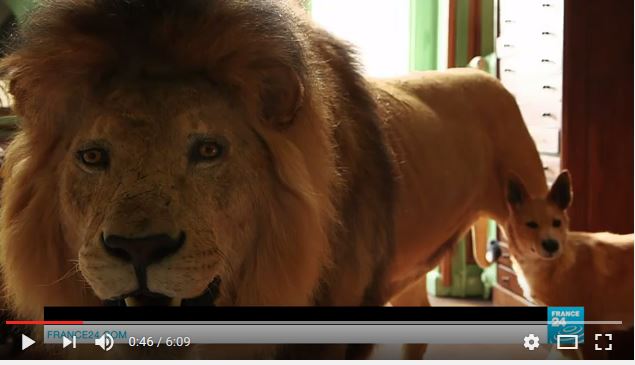  Deyrolle, paradis de la curiosité