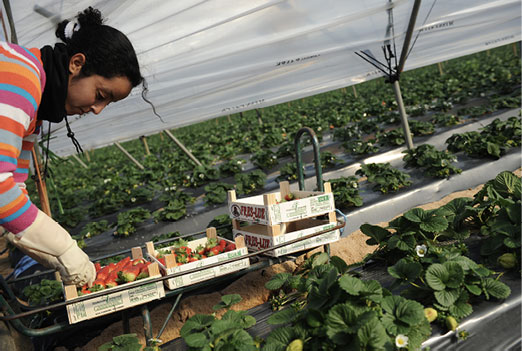 Dans le sillage des fraisières d’Huelva