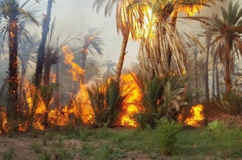 Une caravane pour cerner les incendies des palmeraies dans le Sud