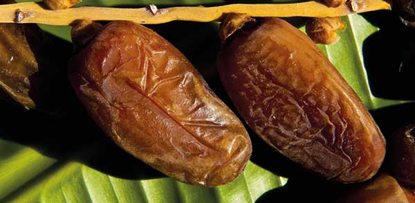 Dattes, l’or ambré de Nefta