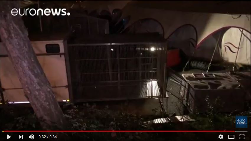  Un tigre abattu à Paris