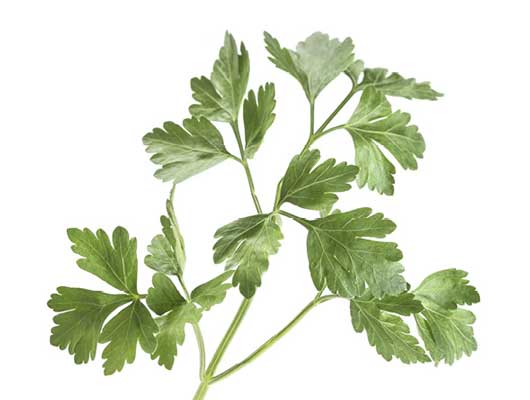 4 plantes à consommer sans modération