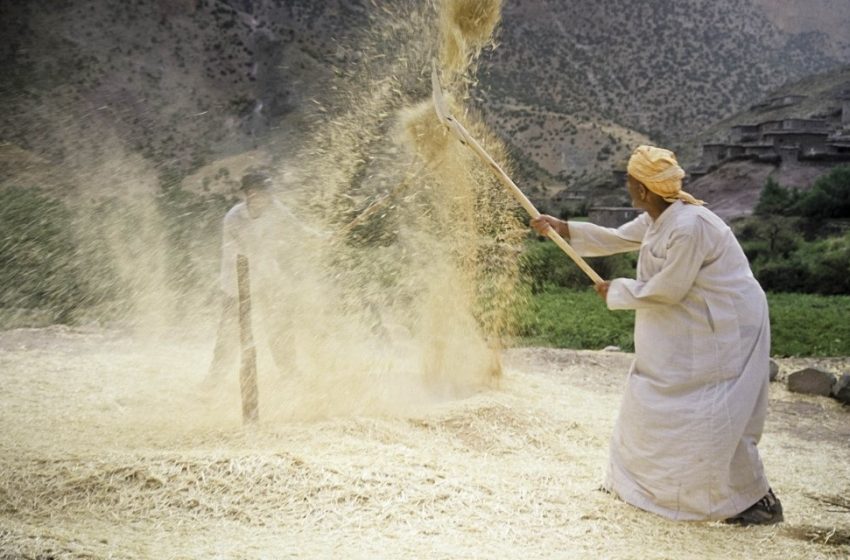 Baisse notoire de la production céréalière
