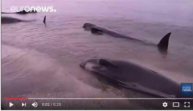  400 baleines s&rsquo;échouent en Nouvelle-Zélande