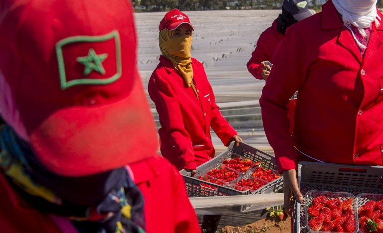  Campagne agricole record attendue cette année au Maroc