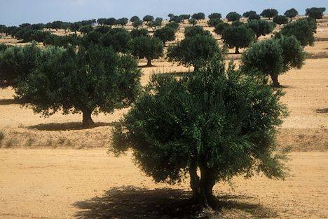 L’« or vert » tunisien menacé par le réchauffement climatique