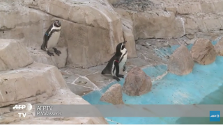 Intempéries: le parc Marineland d’Antibes durement touché
