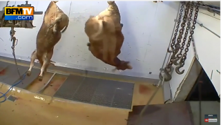  Gard: l&rsquo;abattoir de la honte ferme ses portes