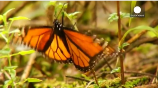  Les papillons monarques prennent leur quartier d&rsquo;hiver au Mexique