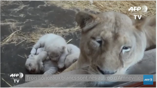  Naissance de trois lionceaux blancs dans un zoo français