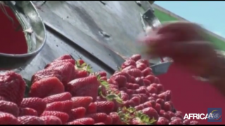  Maroc : Zoom sur le festival annuel de la fraise