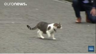  G.B : Le chat Larry reste au 10, Downing Street