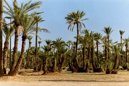 Maroc – La palmeraie de Marrakech menacée par le tourisme !
