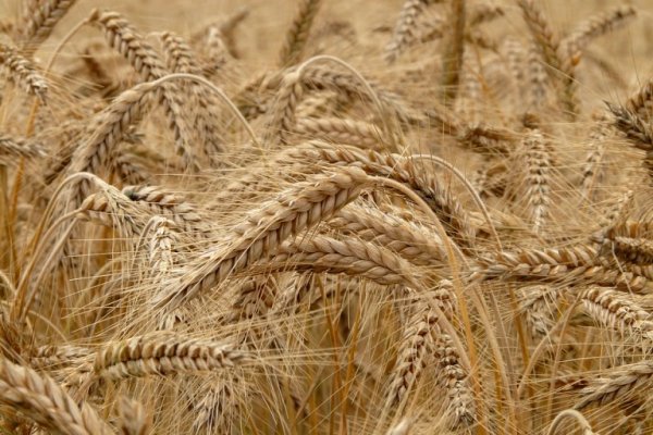  Campagne agricole : 33,5 millions qx de céréales et de bonnes performances des autres filières agricoles