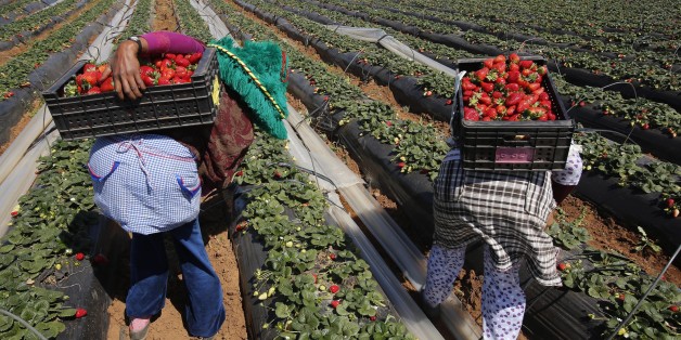 La fermeture des frontières met à nu la dépendance aux saisonniers étrangers