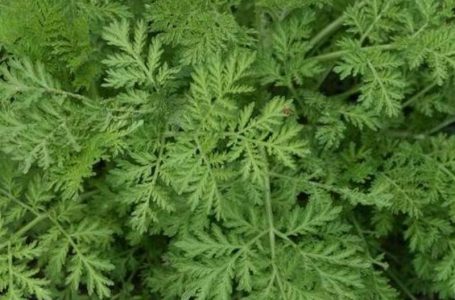 La plante Artemisia Annua fait partie de la solution CovidOrganics malgache