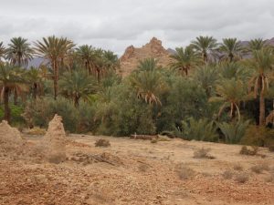 Figuig, La palmeraie millénaire