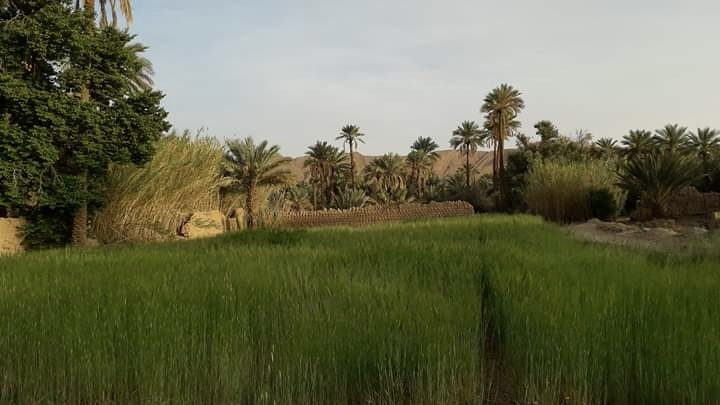 Figuig : La palmeraie millénaire « défigurée » par une route goudronnée
