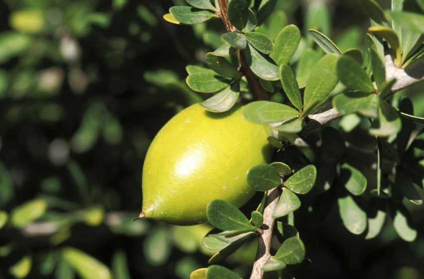 Plantation de 50.000 hectares d’arganiers au Maroc d’ici 2030