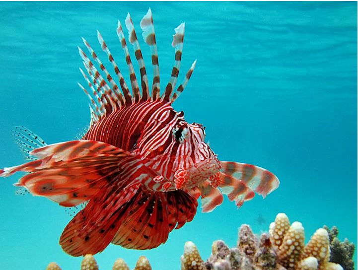Dérèglement climatique, le poisson lion envahit la Méditerranée