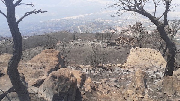 Incendies en Kabylie : Comment venir en aide aux victimes ?