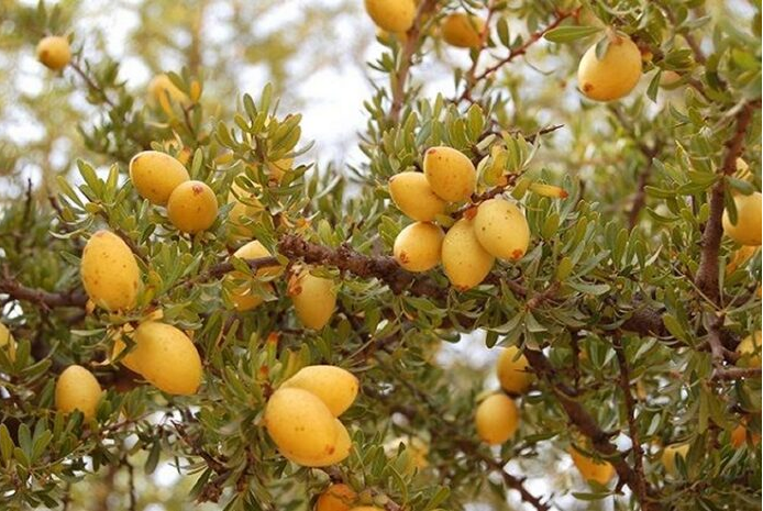 Le 10 mai Journée internationale de l’arganier, l’arbre emblématique du Maroc