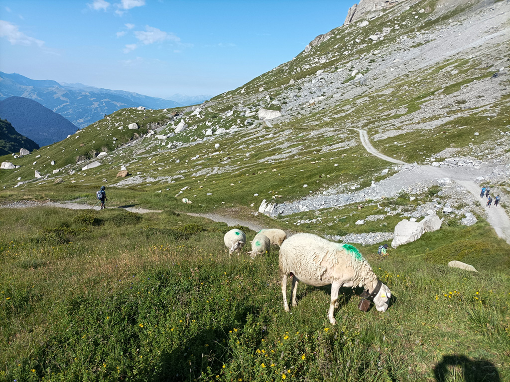 Des moutons dans un pâturage des Alpes lors d'une randonnée réalisée par des jeunes suivis par la PJJ.