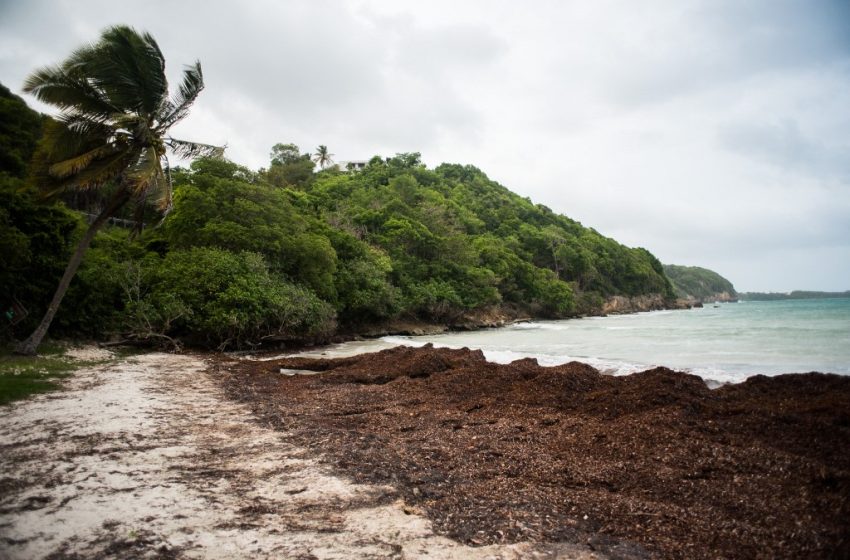 La lutte de la Guadeloupe contre la « calamité » des sargasses