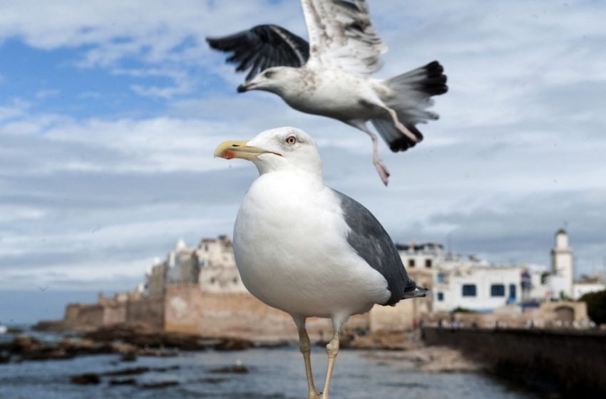Liligo : Essaouira, première destination côtière au Maroc en 2024