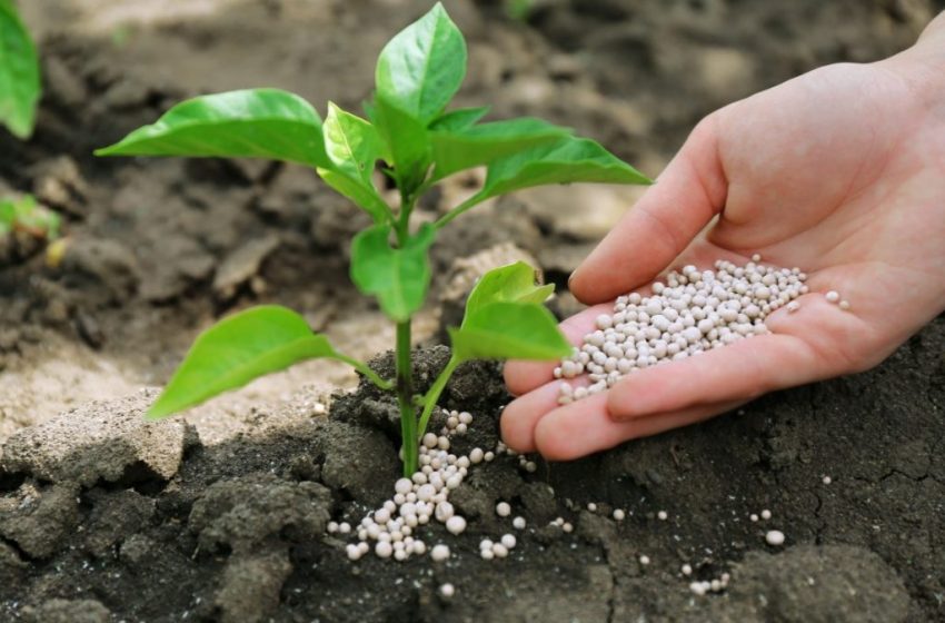 Cadmium : Le royaume parie sur des phosphates plus propres