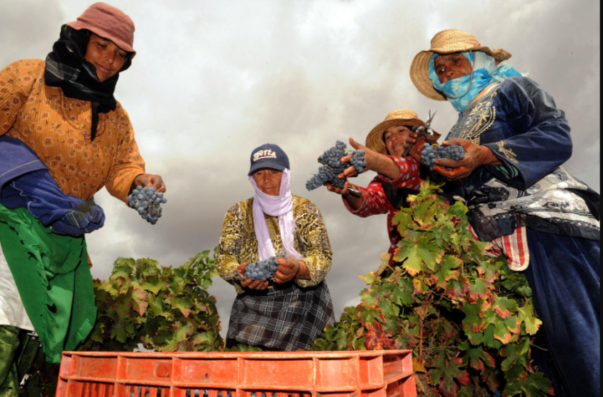 La vigne marocaine, entre terroirs et histoire