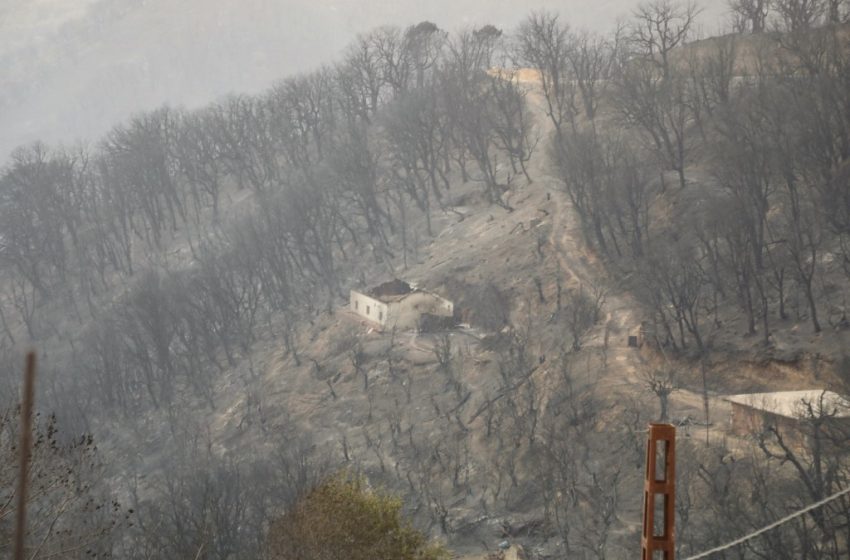 Forêt brûlée après des feux de forêt avec un bâtiment endommagé à Bordj T’har